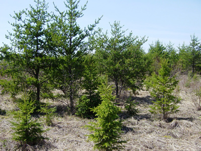 Plantation de pin gris avec regarni d'épinette blanche